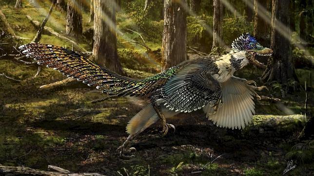 Recreación del Zhenyuanlong Suni, primo del Velociraptor