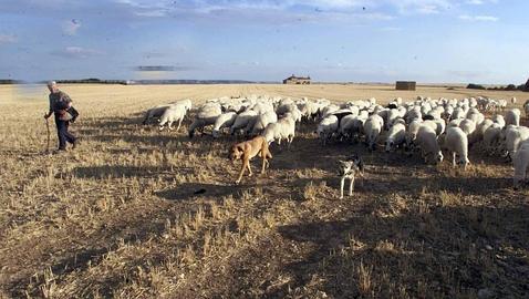 Dos perros custodian un rebaño en Trigueros del Valle (Valladolid)