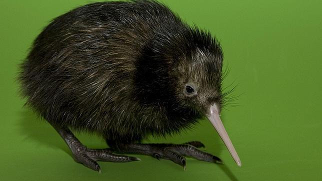 Desvelan Como El Kiwi Ve Por La Noche Gracias A Un Cambio Evolutivo Unico