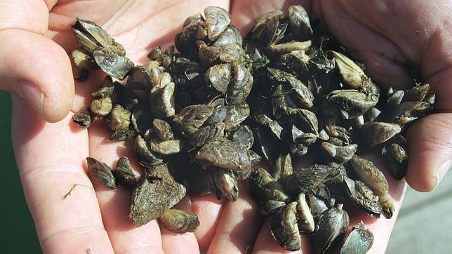 Otra de las ventajas del nuevo adhesivo es que ayuda a suturar las heridas sin producir inflamación y carece de toxicidad