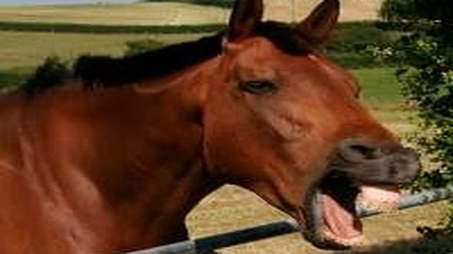 Los caballos utilizan, al igual que los humanos, los músculos de la nariz, ojos y labios para alterar sus expresiones