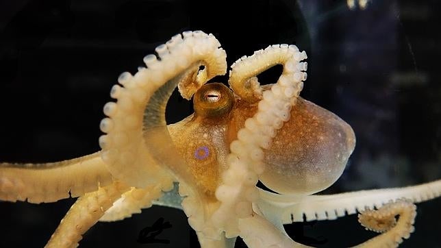 El «Octopus bimaculoides» muestra su macha ocular azul y sus largos y flexibles brazos