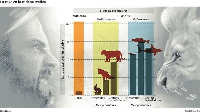 Los humanos cazan animales adultos de otras especies en una proporción 14 veces superior al total del resto de depredadores