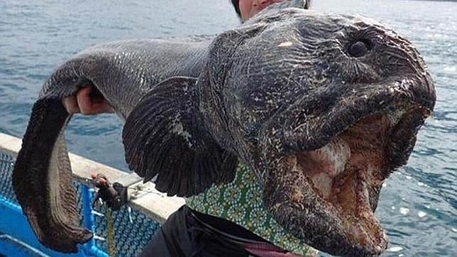 El gigantesco pez lobo capturado cerca de Fukushima