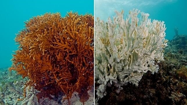NOAA declara el tercer fenómeno de blanqueamiento de coral de la historia
