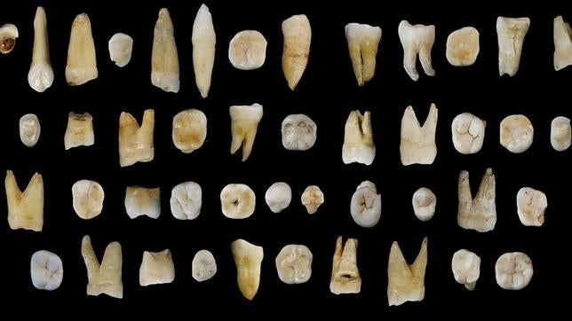 Algunos de los dientes hallados en una excavación en China