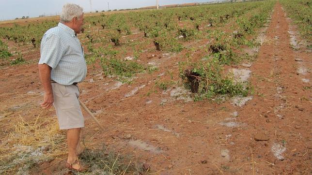 El pedrisco eleva a 300.000 las hectáreas de cultivo siniestradas