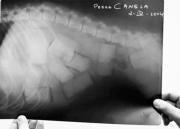 Ocurrió el 2 de abril de 2004. La Guardia Civil descubría dos perros «boleros». En vez de hacerles tragar la droga, les habían introducido las bellotas perforándoles el estómago. Esta es la radiografía de «Canela», bautizada así por los funcionarios debido a su color.