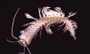 Hallan 850 nuevas especies a un metro bajo tierra en Australia