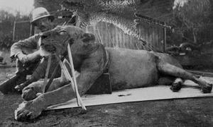 La verdadera historia de los leones «come hombres» de Tsavo