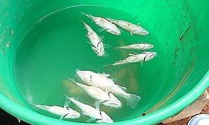 Una lluvia de centenares de peces cae sobre un pueblo de Australia