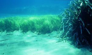 La «Posidonia oceánica», tres veces más en peligro