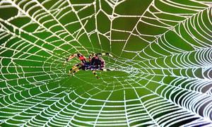 El secreto para fabricar el traje de Spiderman