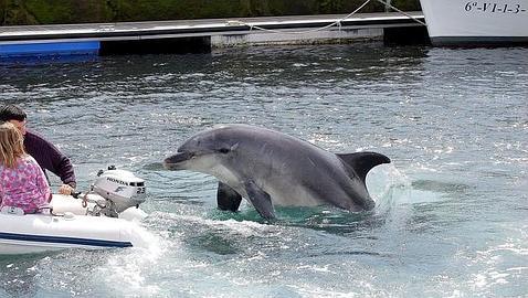 Galicia Investiga Si Alguien Ha Podido Matar Al Delfin Gaspar