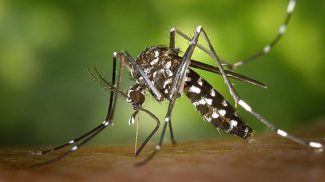 Más mosquitos este verano