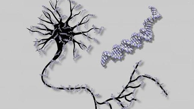 Crean un «cerebro artificial» a partir de ADN humano