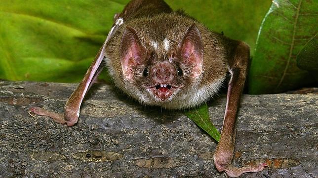 ¿Cómo saben los vampiros dónde morder?