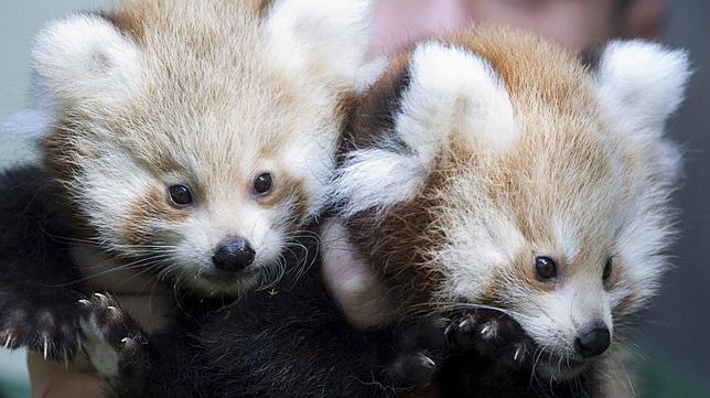Nacen dos osos panda rojos en el zoo de Berlín