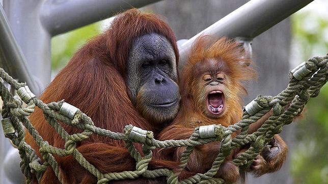 ¿Cuatro nuevas islas en Indonesia para los orangutanes?