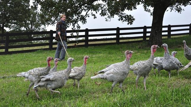 Acción de Gracias, el negocio de los pavos y los aviones