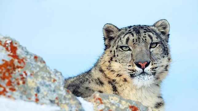 Cuantos Leopardos De Las Nieves Hay En Nepal