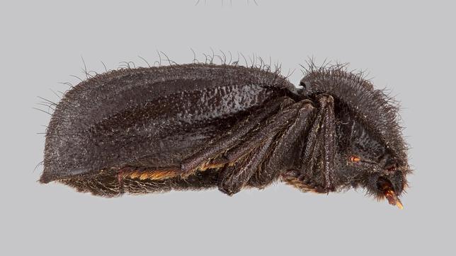 Una de cada dos nuevas especies es un insecto