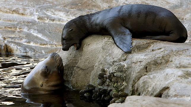 Ocho leones marinos aparecen tiroteados en la costa noroccidental de Estados Unidos