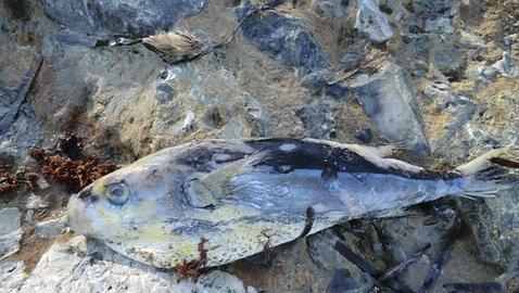 Encuentran una especie de pez venenosa típica del Pacífico en aguas de Alicante
