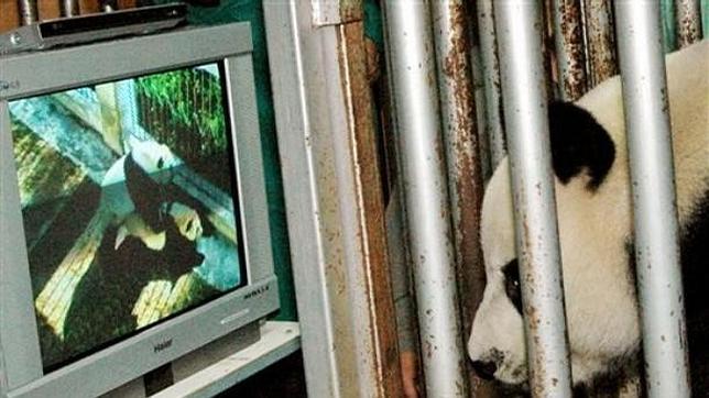 Las seis costumbres sexuales más «humanas» de los animales