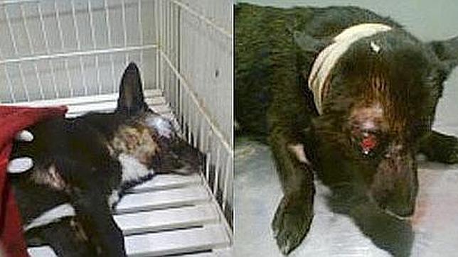Tres menores «torturaron por macabra diversión» a tres perros hasta ahogarlos