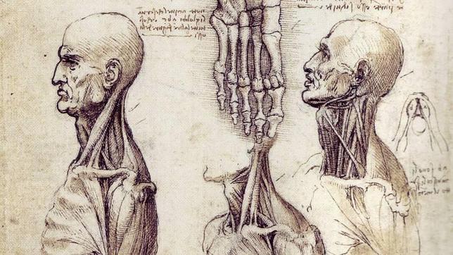 Los dibujos de anatomía de Leonardo salen a la luz en el Palacio de Buckingham