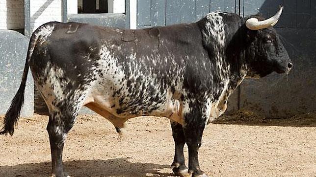 Listos los toros de hoy para el cartel estrella de San Isidro