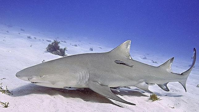 Los tiburones aprenden unos de otros
