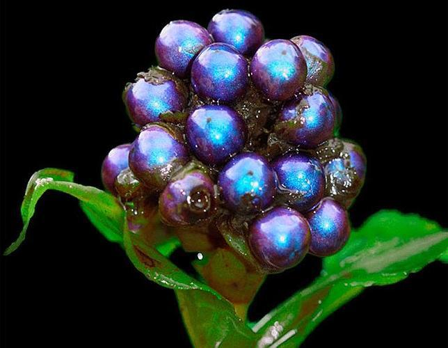 El Objeto Mas Brillante De La Creacion La Baya Super Azul