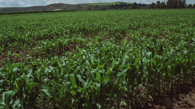 Científicos franceses detectan tumores en ratas alimentadas con maíz transgénico