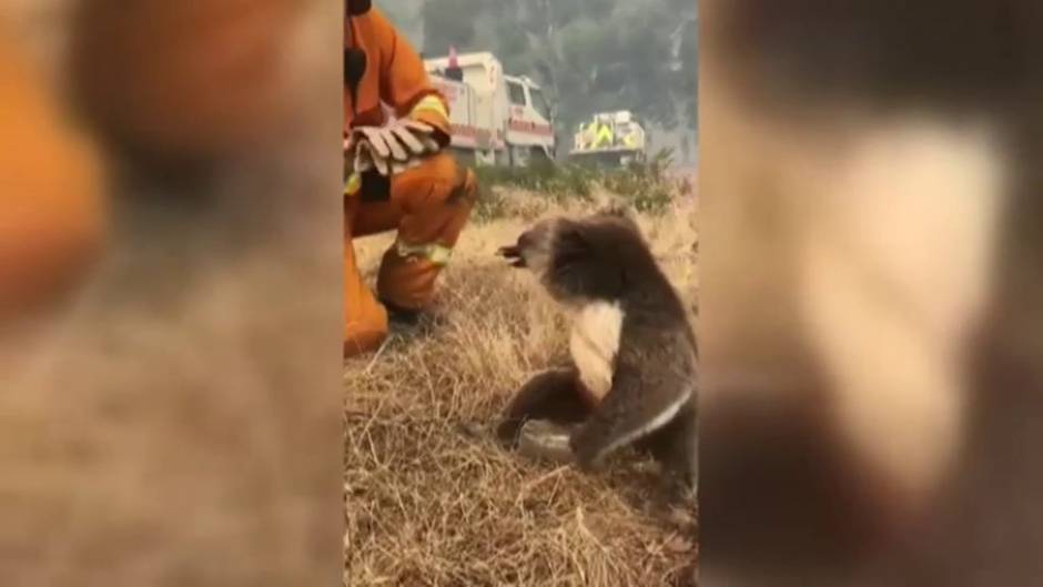 El momento en el que un bombero le ofrece agua a un koala ...