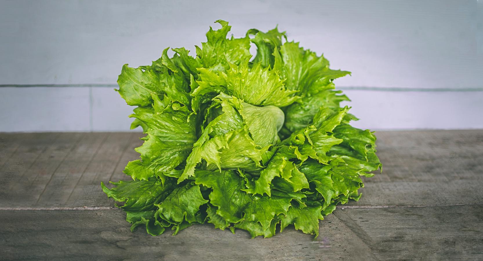 Lechuga