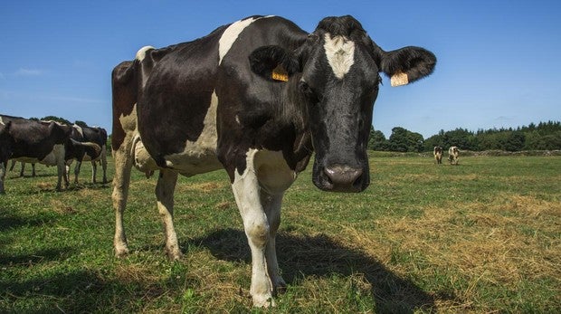 El certificado de bienestar animal con el que cuenta la leche Milbona garantiza el cuidado de los animales