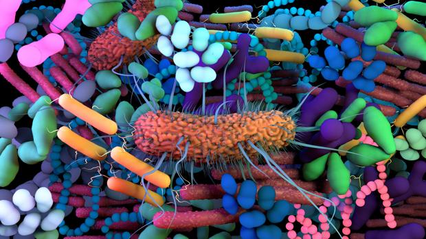 microbiota-1-ktY--620x349@abc