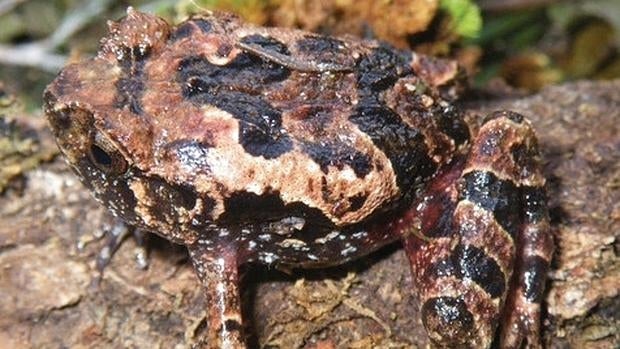 ELas nuevas especies viven en una zona inaccesible de Madagascar, el macizo de Tsaratanana