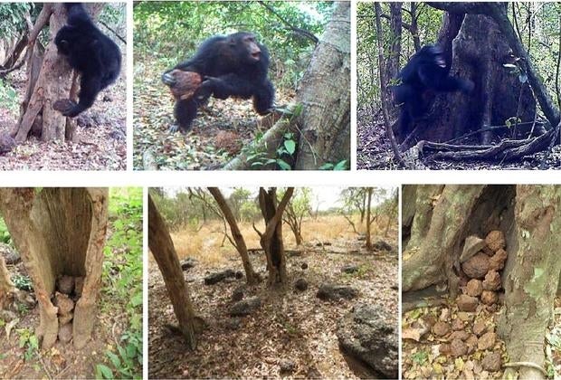 Chimpancés machos adultos lanzan o golpean piedras. Abajo, piedras acumuladas en un árbol hueco, un sitio de lanzamiento de piedras y piedras amontonadas en el medio de las raíces