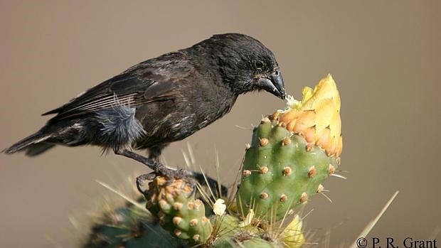 Geospiza fortis, una especie de pinzón de las Galápagos cuyo pico «encogió» tras una sequía