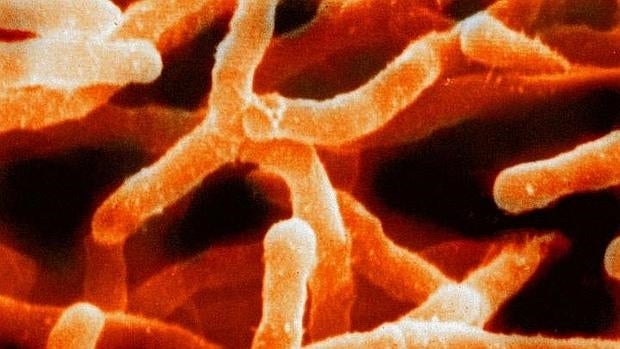 Bacterias encontradas en el suelo, uno de los principales reservorios de microbios en la Tierra. En un solo gramo puede haber un billón de células y hasta 10.000 especies distintas