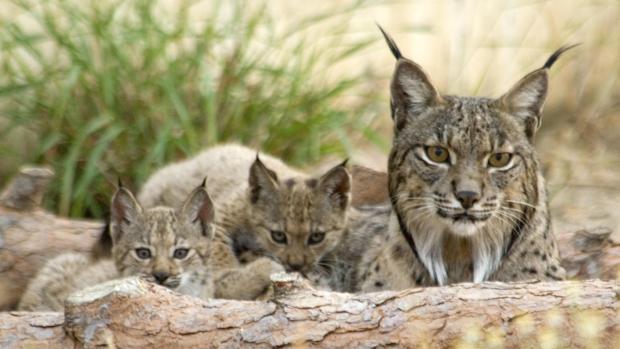 Los investigadores han identificado 21.257 genes de lince