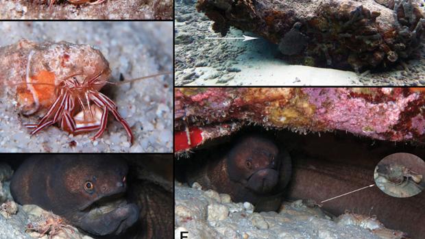 La extraña pareja formada por el ermitaño y la morena, pillada in fraganti en el Caribe