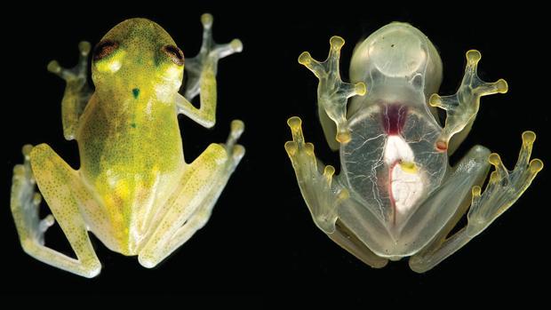La rana Hyalinobatrachium Yaku, con el corazón a la vista