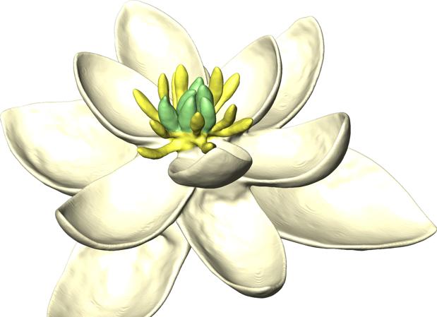 Posible aspecto de la primera flor. Tenía tépalos y órganos reproductivos masculinos y femeninos