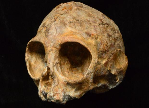 Este cráneo, del tamaño de un limón, pertenece a una nueva especie Nyanzapithecus alesi