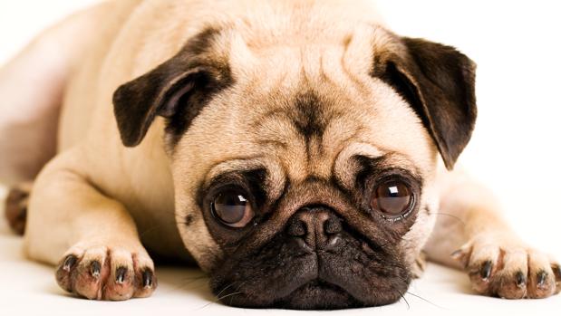 Los «ojos de cachorro» son una buena estrategia para conseguir comprensión