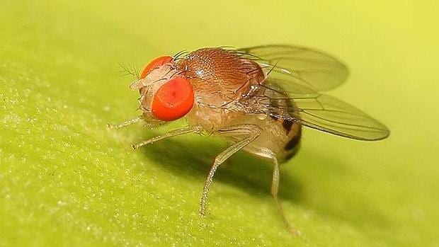 Resultado de imagen para Drosophila melanogaster